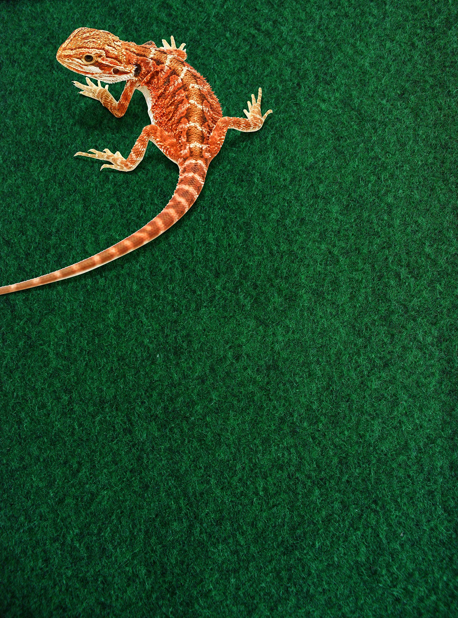 Komodo 83029 Reptile Carpet 120x60cm